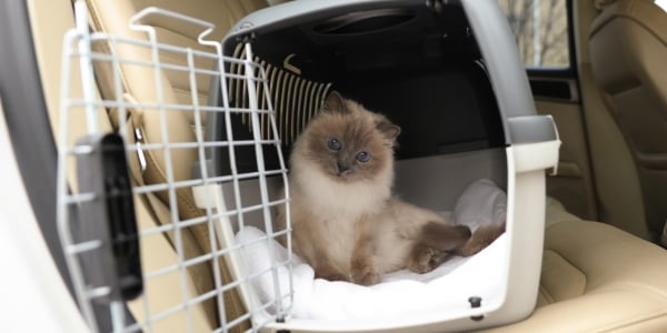 Transporting fashion kittens in car